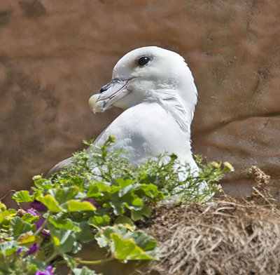 Fulmar