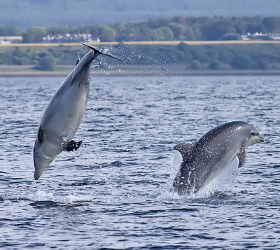 Bottlenose Dolphin