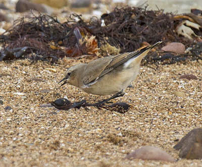 Wheatear