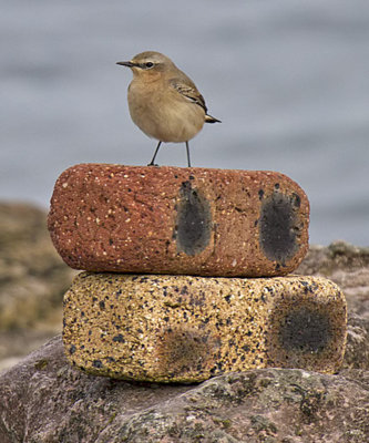 :: Wheatear ::