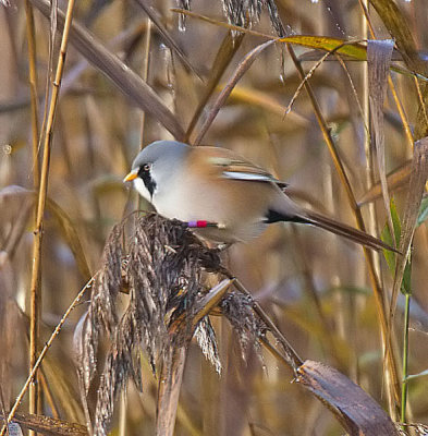 :: Leighton Moss October 2014 ::