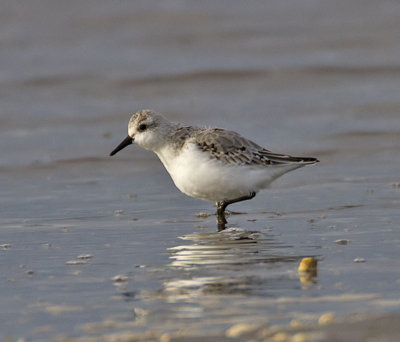 Sanderling