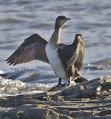 Cormorant