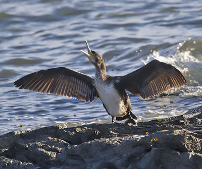 Cormorant