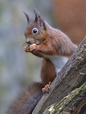 Red Squirrel