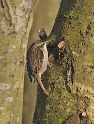 Treecreeper