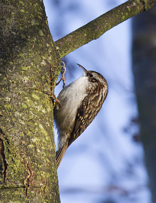 Treecreeper