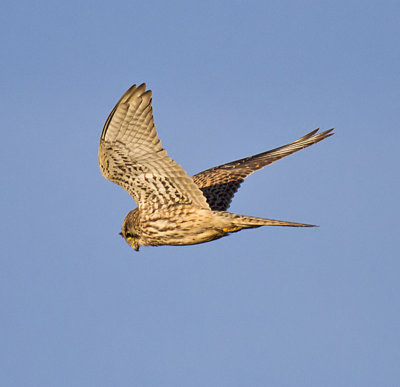 Kestrel