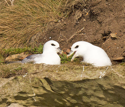 Fulmar