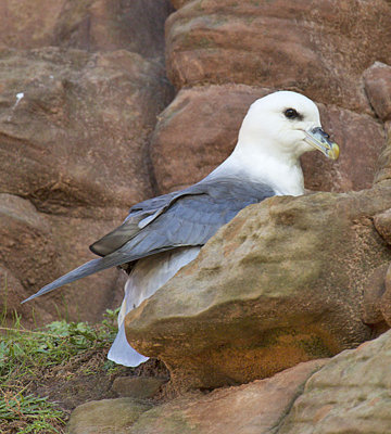 Fulmar