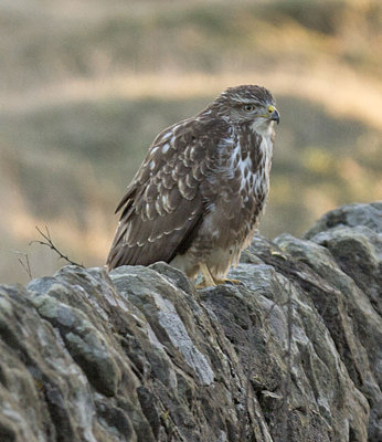 Buzzard