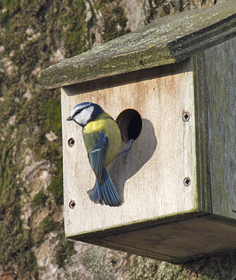Blue Tit