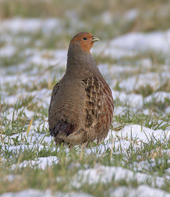 Grey Partridge