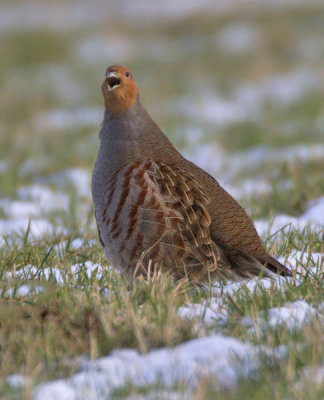 Grey Partridge