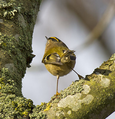 Goldcrest