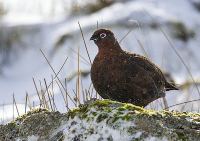 Red Grouse