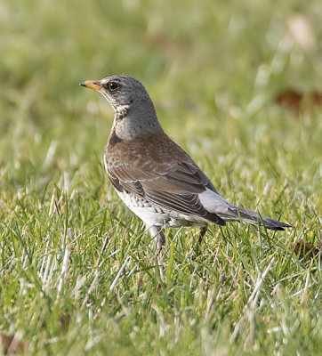 Fieldfare