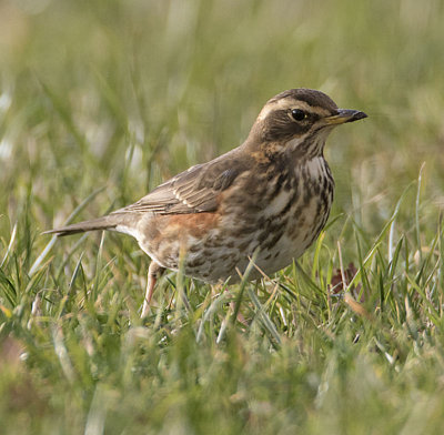 Redwing