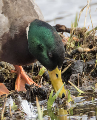 Mallard
