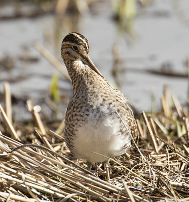 Common Snipe