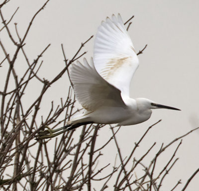 Little Egret