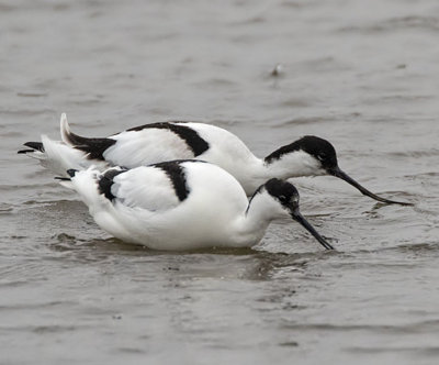 Avocet