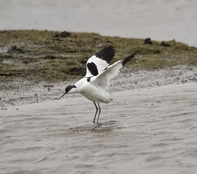 Avocet