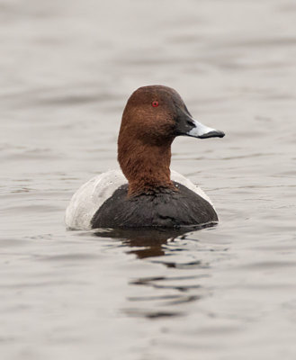 Pochard