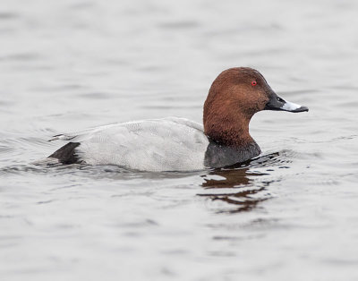 Pochard