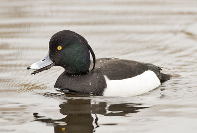 Tufted Duck