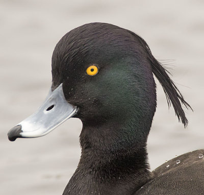 Tufted Duck