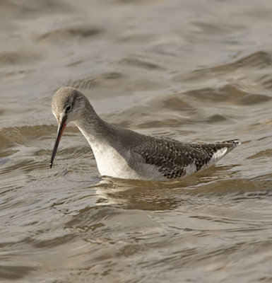 Spotted Redshank