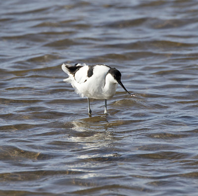 Avocet