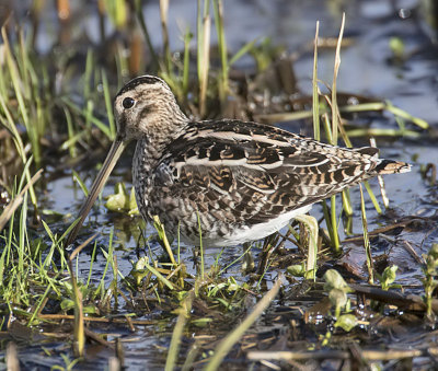 Common Snipe