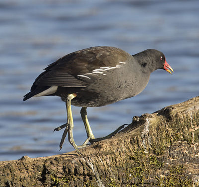 Moor Hen