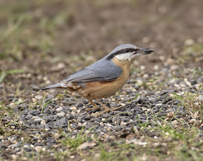 Nuthatch