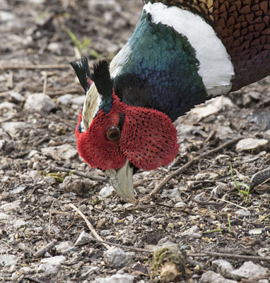 Pheasant