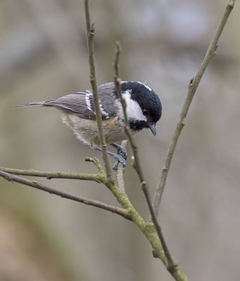Coal Tit
