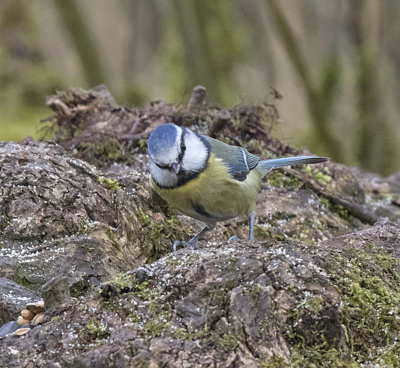 Blue Tit