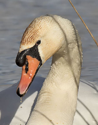 Mute Swan