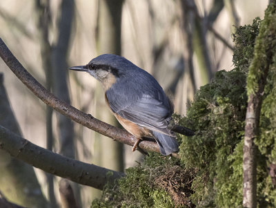 Nuthatch