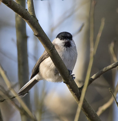 Marsh Tit