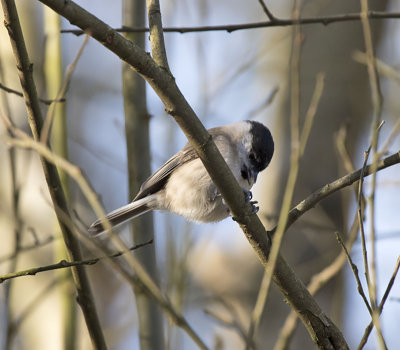 Marsh Tit