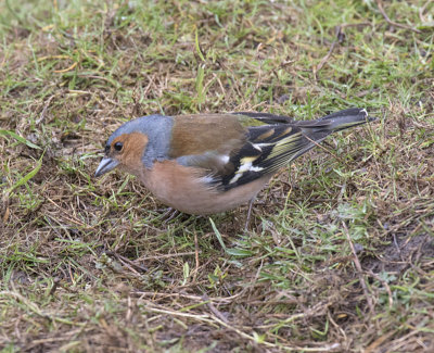 Chaffinch