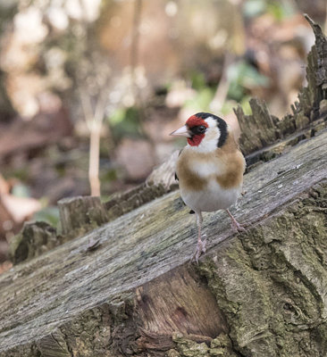Goldfinch