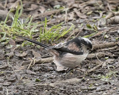 Long-tailed Tit