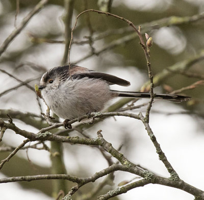 Long-tailed Tit