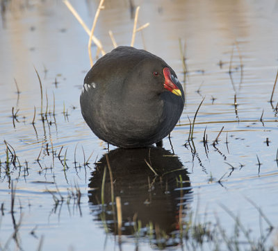 Moor Hen