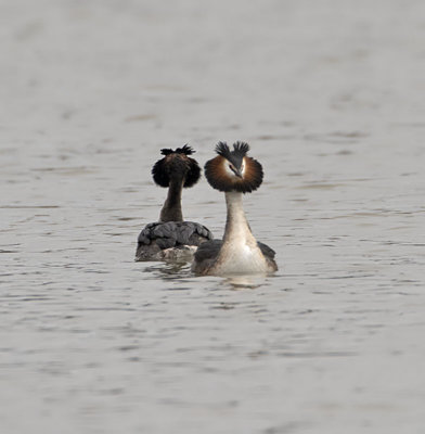 Great Crested Grebe