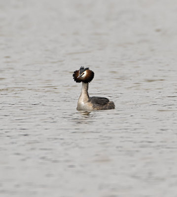 Great Crested Grebe
